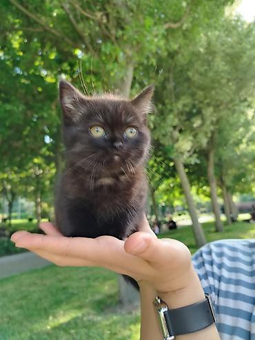 Кошки: Британская, Самка, В добрые руки, Самовывоз — 6