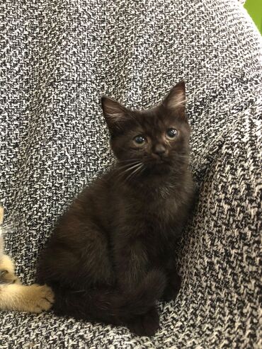 Pişiklər: Britan, Ünvandan götürmə -da lalafo.az — 12 Pişiklər: Britan, Ünvandan götürmə — 12