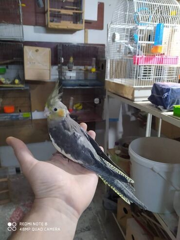 Tutuquşları: Diqqet quslarin altinin ve yerinin temizliyine fikir verin — 19