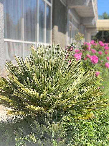 Иссык-Куль 2026: Номер, Аист Тамга — 8