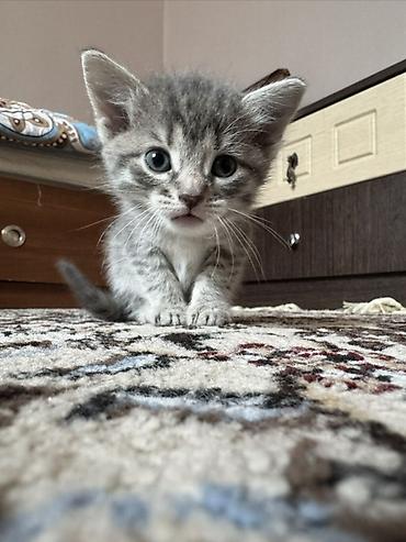 Pişiklər: Yaxşı əllərə — 3