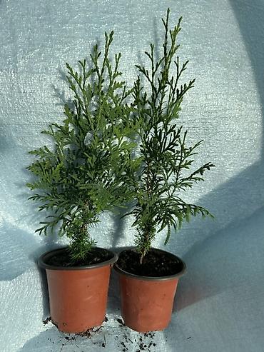Туя: Туя западная — саженцы в контейнерах - Вид: Thuja occidentalis (туя — 6