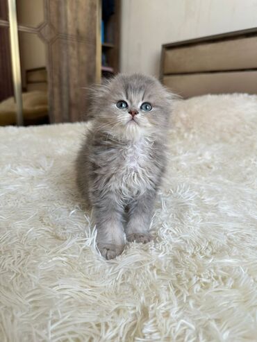 Pişiklər: Britan yastı qulaq, Erkək, Dişi, Yaxşı əllərə, Ünvandan götürmə, Pulsuz çatdırılma, Ödənişli çatdırılma — 15