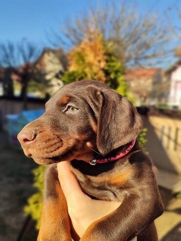 Psi: Na prodaju štenci trenutno u toku rezervacije . Stari 40 dana biće — 4