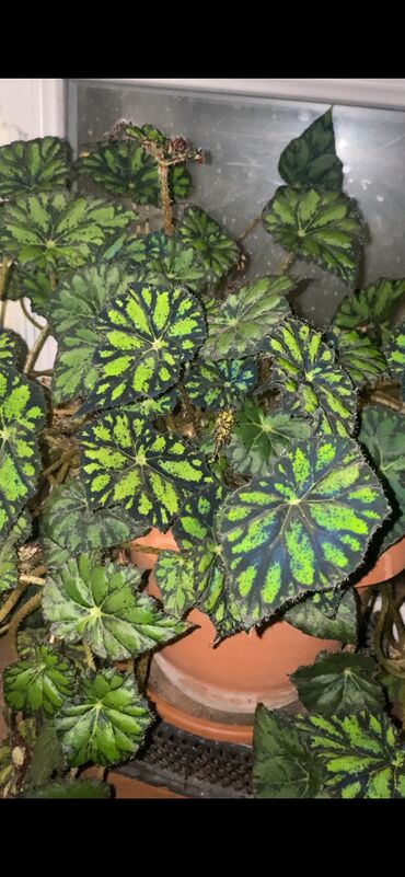 Otaq bitkiləri: Beqonya yarpaqlari koklu biri 1 azn. Minimum 5 ede satilir. Catdirilma — 12