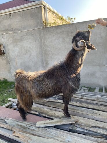 Keçi, çəpiş: Hələbdi safqan əsl saxlanmalı heyvandı, cavandı çox iri heyvandı başqa — 9