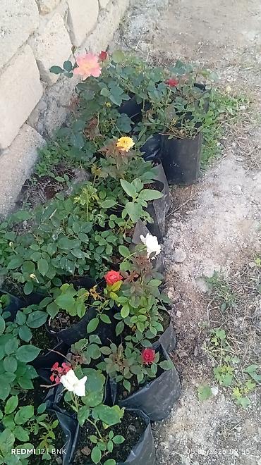 akvaryum bitkileri: Müxtəlif rənglərdə qızılgül kolları – torfla doldurulmuş plastik — 5