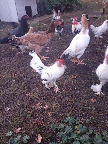 кыргыз добот ит: Сатам | Тооктор | Үй | Көбөйтүү үчүн