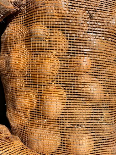 купить картошку оптом: Семена и саженцы Картофеля, Самовывоз