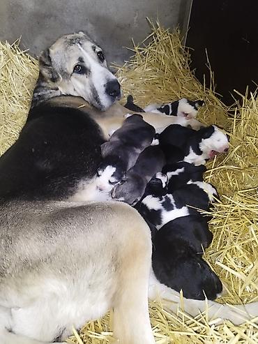 Продажа собак: Алабай, 3 месяца, Самец, С прививкой — 3