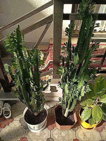 Молочайлар: 120см 130см Эуфорбия треугольная (Euphorbia trigona), крупные — 2
