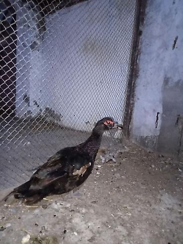 Ördəklər: Erkək, | Lal ördək, Damazlıq — 12