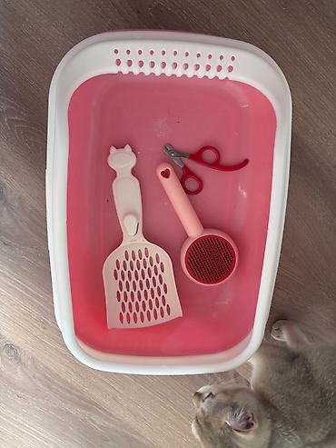 sarı pişik: Qızıl şinşilla, Dişi — 7