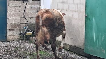 xacmaz inəy: Dişi, Simental, il: 5, 550 kq, Südlük, Damazlıq