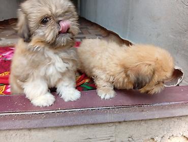 it satisi: Pekines, 2 ay, Erkək, Ödənişli çatdırılma — 9
