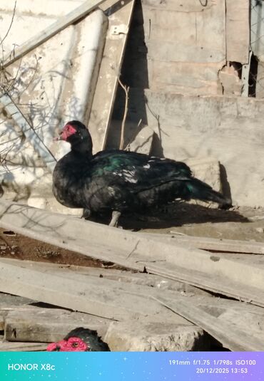 Ördəklər: Erkək, | Lal ördək, Ətlik, Ünvandan götürmə — 3