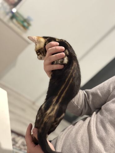 Pişiklər: Benqal — 8