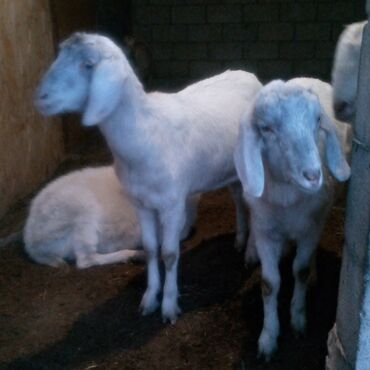 Козы, козлы: Продаю | Коза (самка) | Для разведения | Племенные — 9