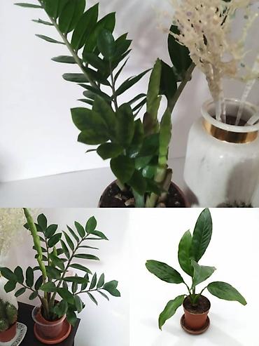 green leaf: Комнатные растения в горшках + набор мячей 1) Замиокулькас — 1