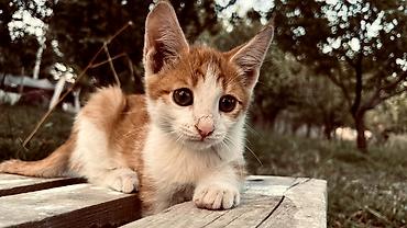 британская кошка рыжая: Кошка даром: Беспородная, 2 месяца, Мальчик, Приучена к лотку, Проглистована — 3