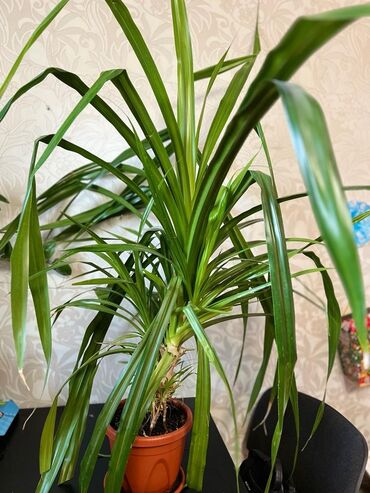 растение тропическая пальма: Продаю комнатные растения /цветы для офиса панданус более 1,5 метров