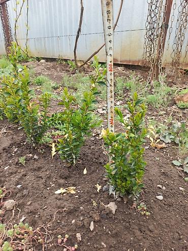 Самшит: Самшит (Buxus sempervirens) — саженцы и сформированные кусты для живых — 11