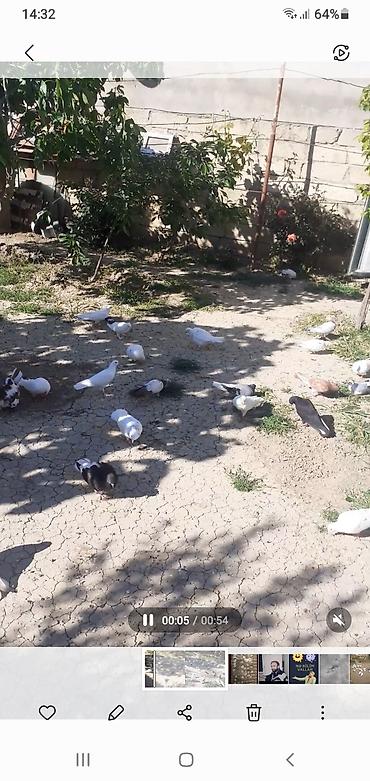 тап аз птицы: Məişət həyətində saxlanılan müxtəlif növ göyərçinlər. - Rənglər: ağ — 1