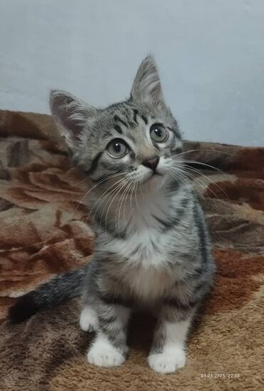 купить кошки: Девочка