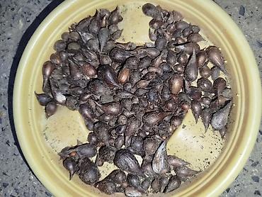 Уличные растения: Sarı oxalis (Oxalis pes-caprae) soğanaqları. Parlaq sarı çiçəkləri və — 4