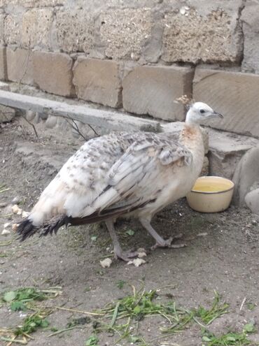 Tovuz quşları: Salam aleykum. Satışda bir dənə qara qanad tovuzquşu fərəsi var. 7 — 1