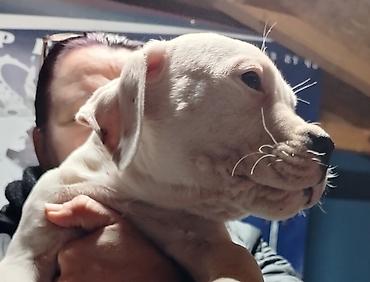 Psi: Dogo argentino Prelepi štenci uredno vakcinisani i očišćeni od na lalafo.rs — 7 Psi: Dogo argentino Prelepi štenci uredno vakcinisani i očišćeni od — 7