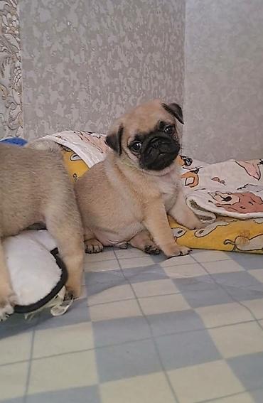 Мопс, 1 месяц, Самец, С прививкой — 1