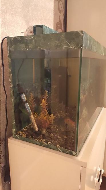 akvarium satisi: Akvarium altlığı ilə birlikdə satılır ölçüsü uzunluq 70 sm en 30 sm — 2
