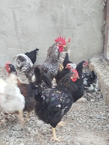 Inəklər, öküzlər: Toyuq, Damazlıq, Pulsuz çatdırılma