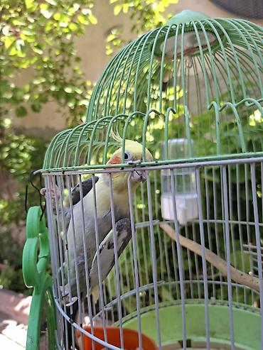 bulbul quşu: Salam korelladı erkəkdi 6 yaşı var Oynaqdı ələ gəlir qəfəslə birgə — 3