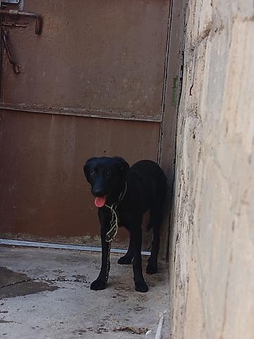 itlerin pulsuz verilmesi: Labrador-retriver, 6 ay, Ünvandan götürmə — 4