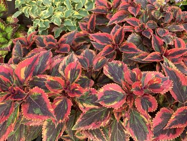 Другие виды семян и саженцев: Колеусы есть в стаканчиках и большие — 2