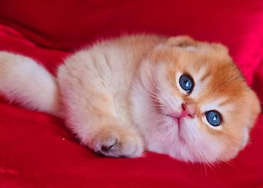 Кошки: Шотландская вислоухая — 10