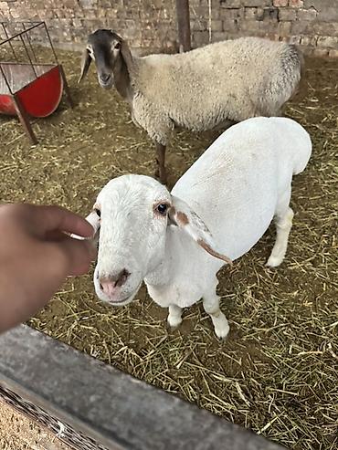 Продам с/х животных: Продаю | Ягненок | Для разведения — 3