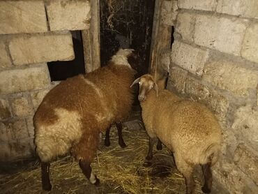 Inəklər, öküzlər: Quzu, Dişi, ay: 6, 30 kq, Damazlıq, Ünvandan götürmə