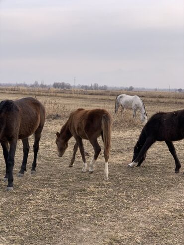 Лошади, кони: Продаю | Кобыла (самка) | Рабочий — 11
