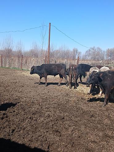 Коровы, быки: Продаю | Бык (самец) | На откорм — 5