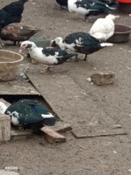 Inəklər, öküzlər: Erkək, | Lal ördək, Damazlıq, Ünvandan götürmə