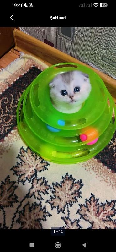 Pişiklər: Şotland — 2