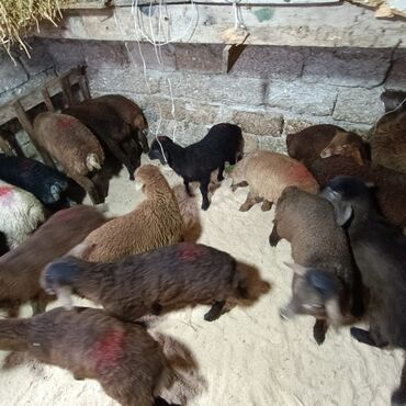 Quzu: Superin superi quzularımiz gəlib kom 235 den deyirik danışmaq olar — 8