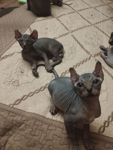 Pişiklər: Sfinks, Erkək, Dişi — 6