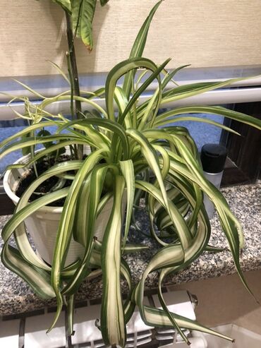 растения для офиса: Хлорофитум (Chlorophytum comosum) вариегатный в горшке. - Пышная