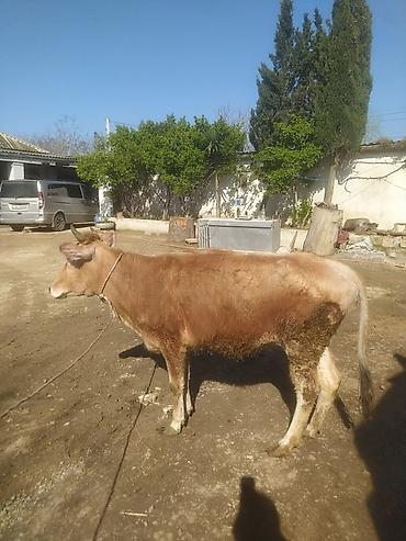 Dana, buzov: Dana, buzov — 6