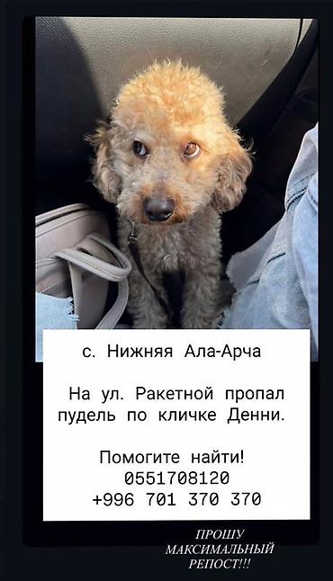 Табылгалар кеңсеси: Мини-пудель, кобель по кличке Денни. Окрас абрикос/кремовый, стрижка — 2