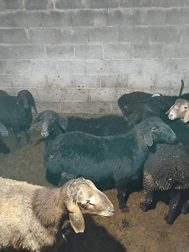 Баран, овца: Продаю | Овца (самка) | Меринос | Для разведения | Матка — 7